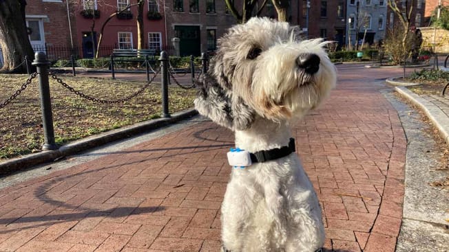 Luna the Sheepadoodle wearing the Tractive pet tracker at her local park