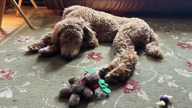 photo of dog laying on carpet taken with iPhone SE