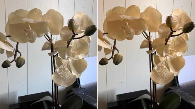 comparison of two photos of orchids for color differences