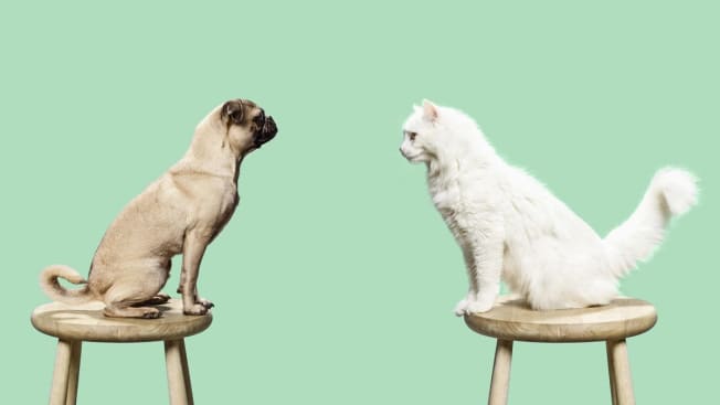 Dog and cat looking at each other