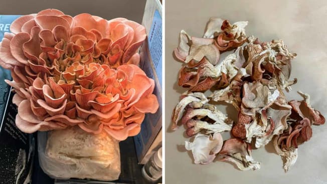 two photos showing Forest Origins Pink Oyster mushroom grow kit after 4 days of growing and the final harvested amount