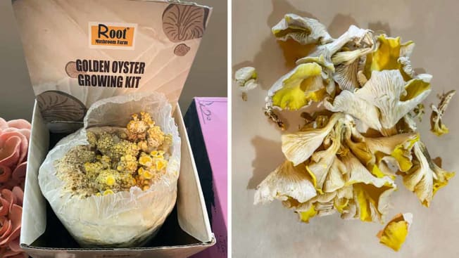 two photos showing Root Mushroom Golden Oyster Grow Kit after 4 days of growing and the final harvested amount