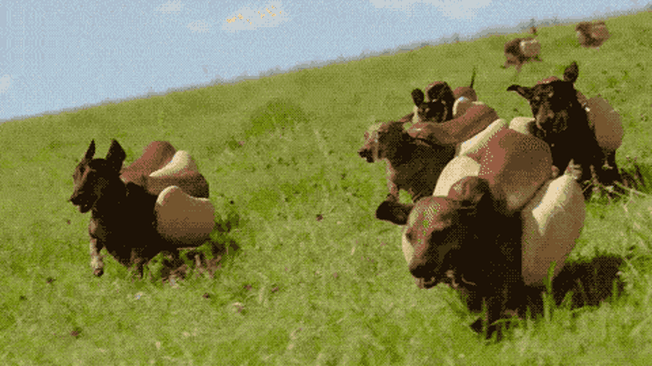 Hot Dog Running GIF ByHeinz