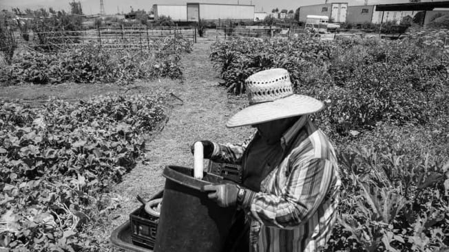 Cleto Ortiz has worked at Amy’s Farm for 13 years,