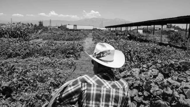 Bekendam and other activists want to see at least some of Ontario’s open land preserved for regenerative farming and community gardens.