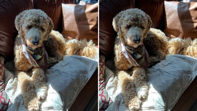 2 photos of a dog on a couch that's a comparison between the iPhone 13 and the iPhone 14