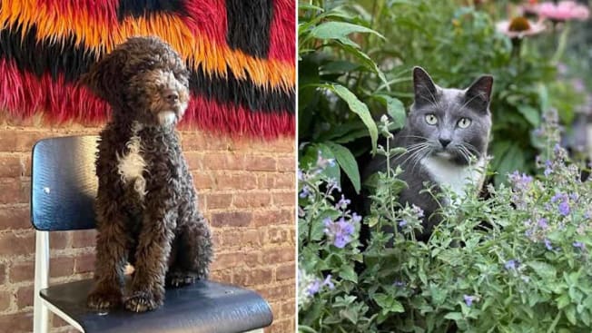 Dalibor Porcic and Brian Vines pets: from left: Logo and Phoebe