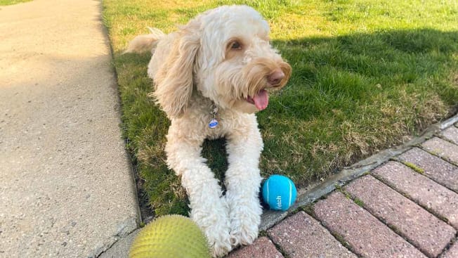 Blake the dog