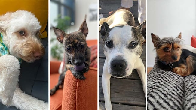 Blake, June Bug, Jenny and Sophie the dogs