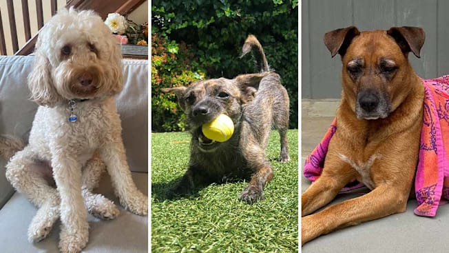 Blake the dog on left, Bug the dog in middle, and Chase the dog on right