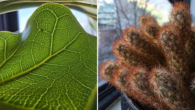 photos taken with the Samsung Galaxy S25 Series to demonstrate the macro lens
