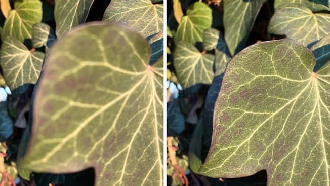 split image showing the same image of leaves, the one on the left taken with an iPhone 13 and the image on the right taken with an iPhone 16e
