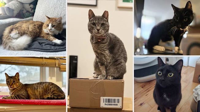 5 cats that tested various litter boxes