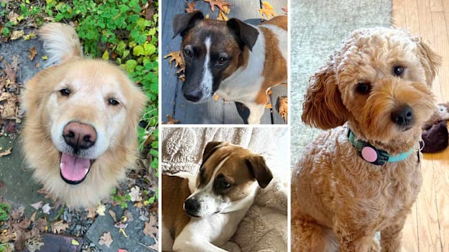 grid of four different dogs