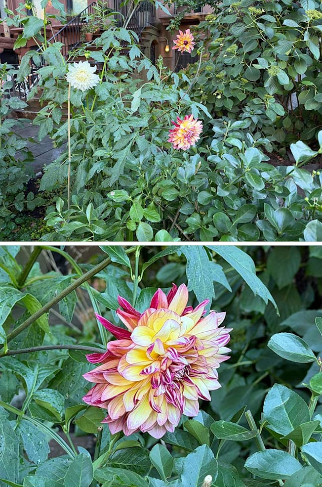 A picture taken with the iPhone 17 of dahlia flowers and a second image of a close up of the dahlia.