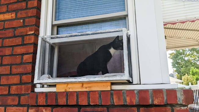 Cat in a window unit catio