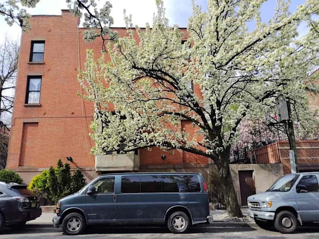 image taken with a Light Phone III showing buildings, vans, and tree in bloom