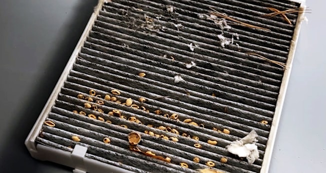 Car air filter with debris from rodents