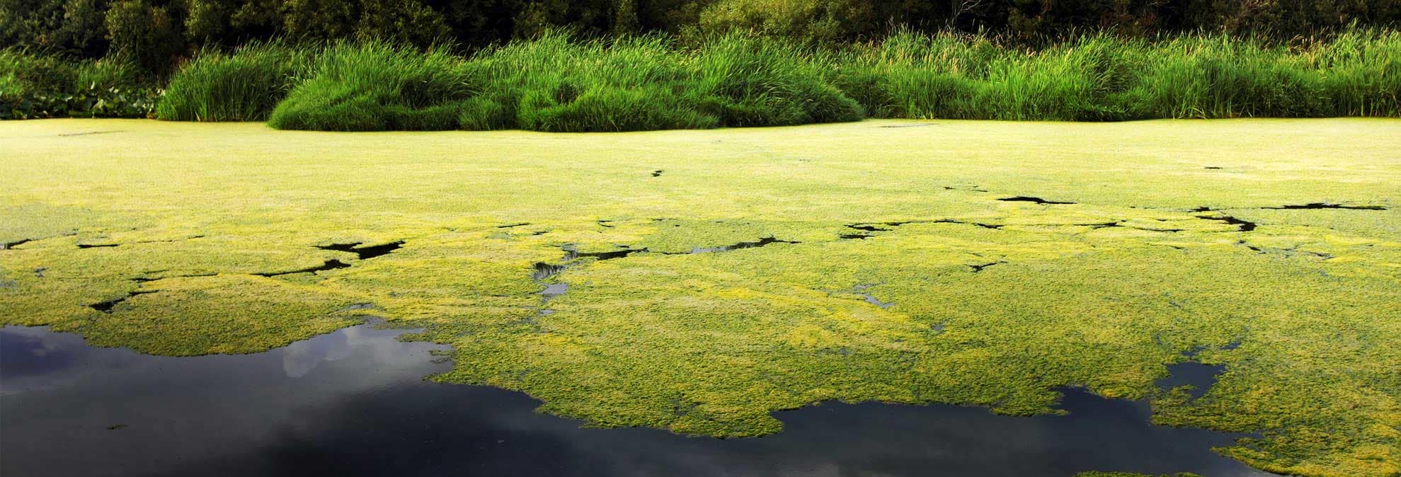 Бактерии вызывают цветение воды. Какая водоросль вызывает цветение. Цветение воды цианобактерии. Цианобактерии эвтрофикация. Цианобактерии размножение.