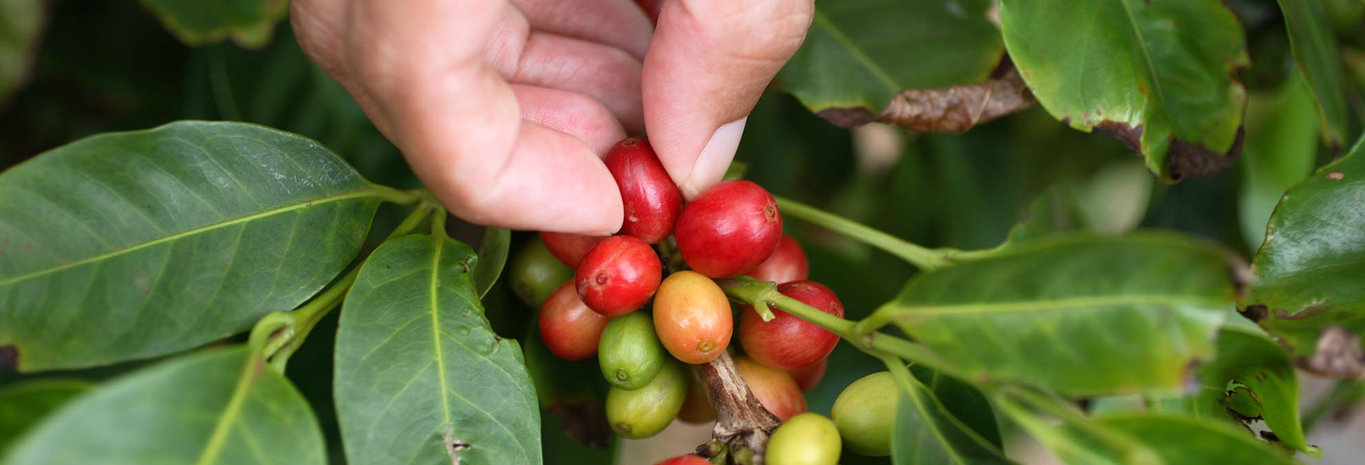 What Is Coffee Flour? Consumer Reports