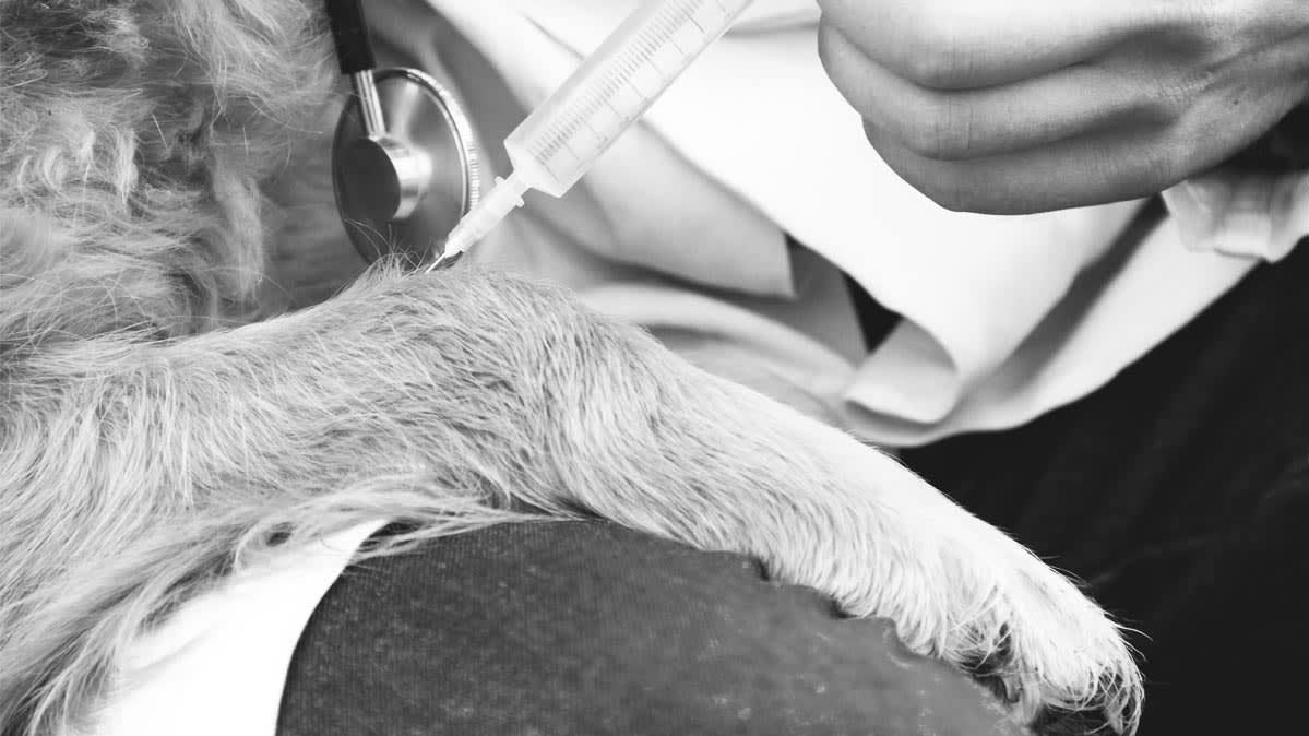 why-you-should-vaccinate-your-dog-consumer-reports