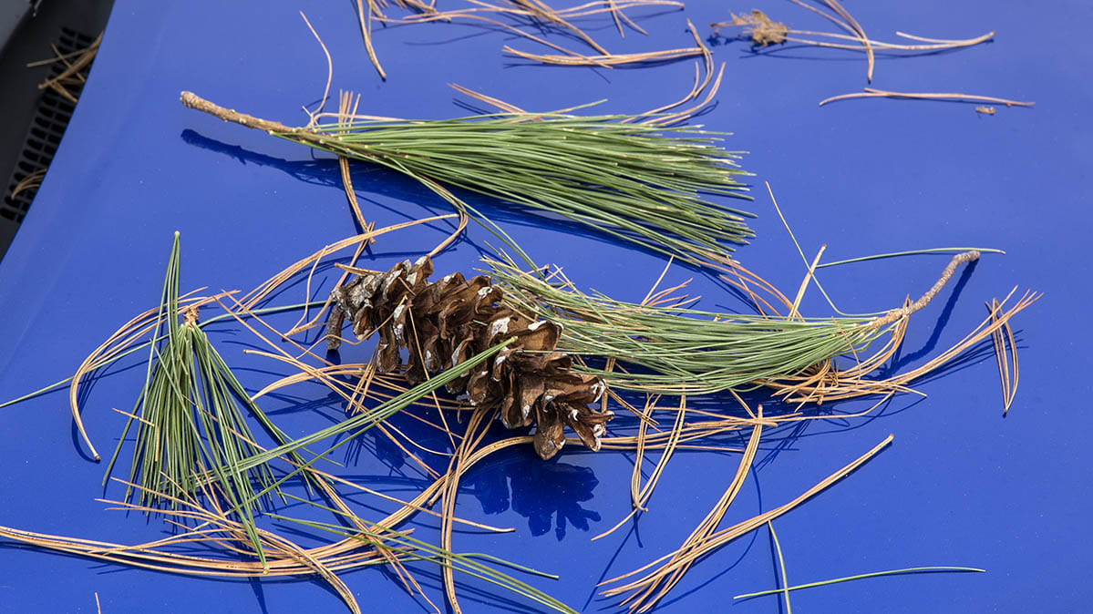 How to Get Tree Sap and Bugs Off Your Car - Consumer Reports How to Get Tree Sap