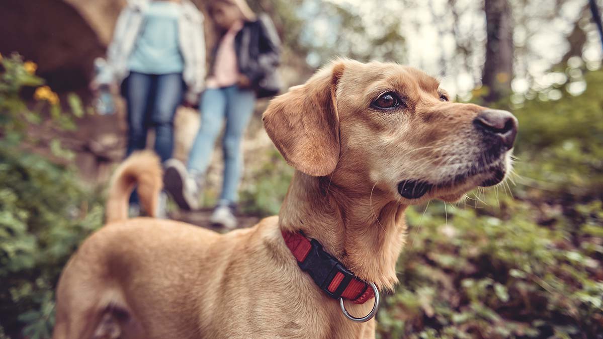 What You Need to Know About Tick Prevention for Dogs and Cats