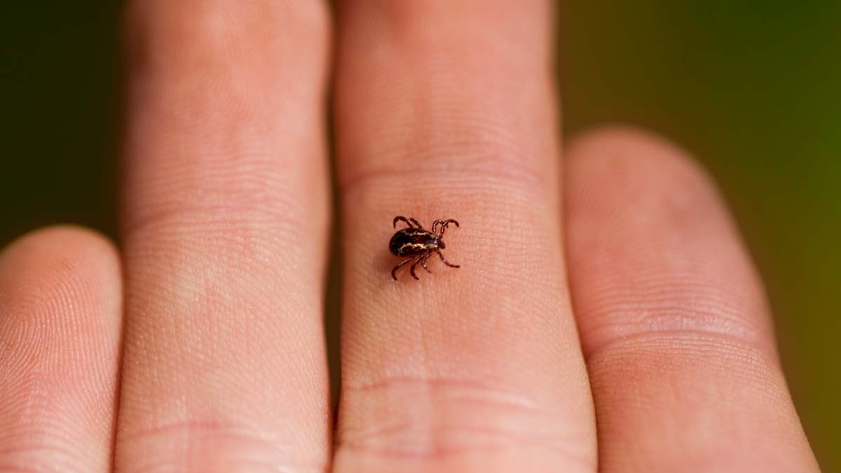 What Does A Tick Bite Look Like On People