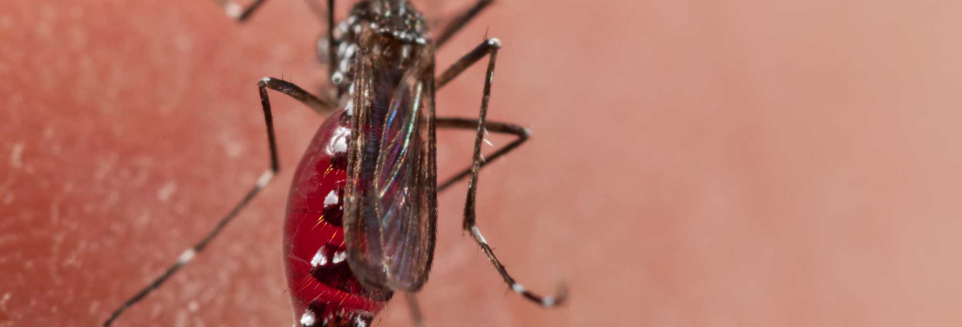 How You Can and Can't Catch the Zika Virus Consumer Reports