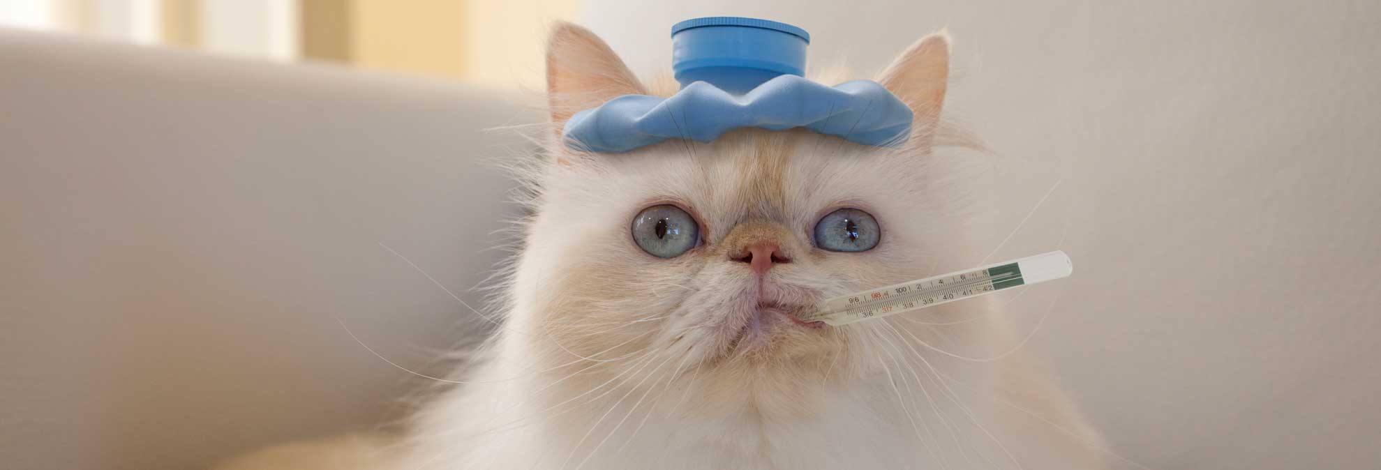 What's Making Your Cat Sneeze? Consumer Reports