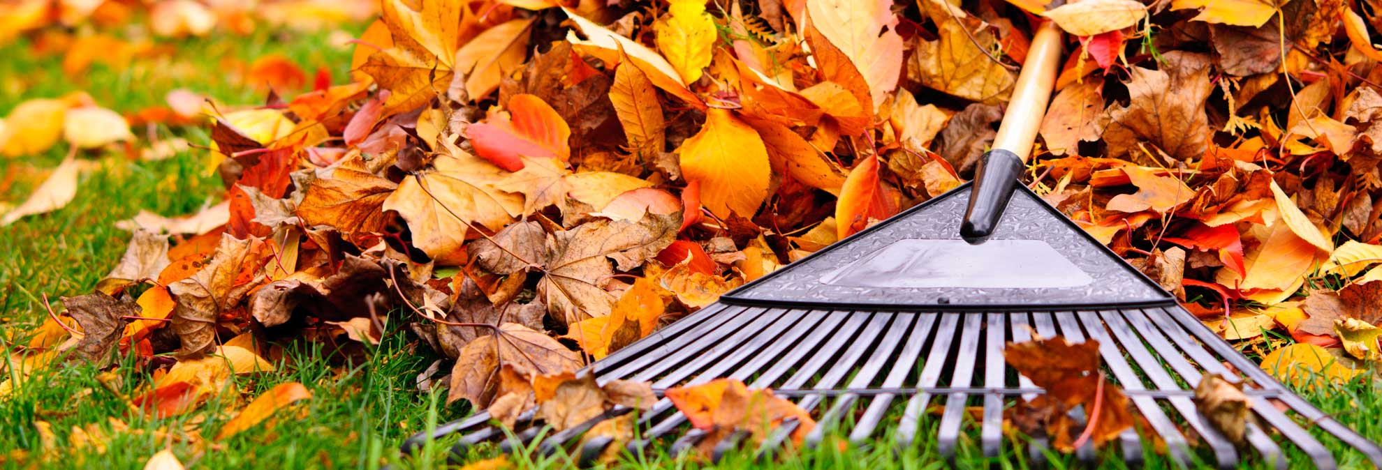 best-leaf-blowers-and-tips-for-fall-leaf-removal-consumer-reports