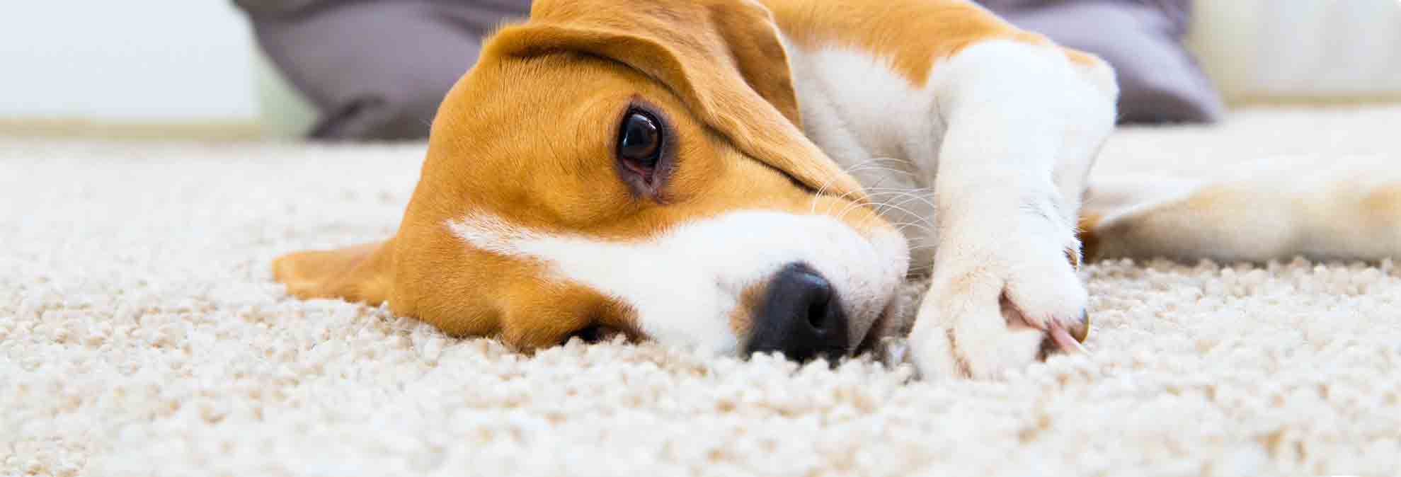 Best Stick Vacuums for Carpets and Pet Hair Consumer Reports