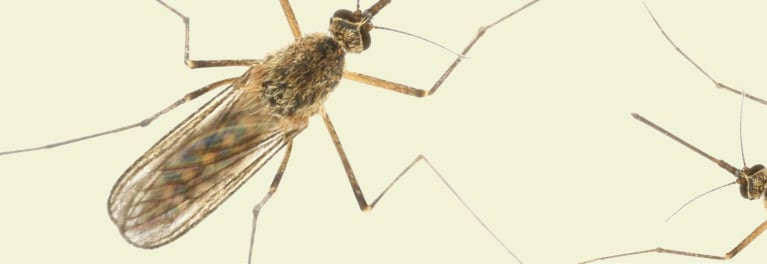 mosquito