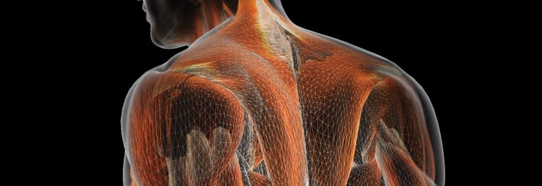 A graphic of the back of a person.