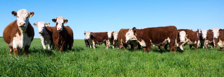 Cattle grazing. Meat from cattle raised with antibitoics can be a risk to human health.