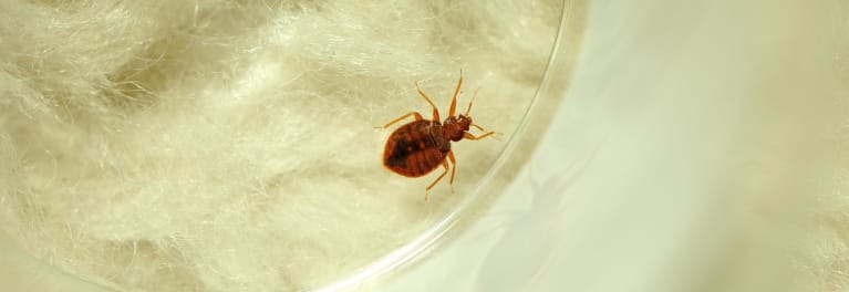 Quiz: How to Protect Yourself Against Bed Bugs - Consumer  