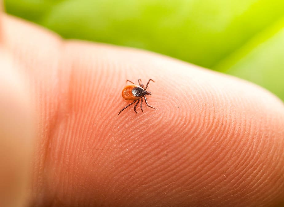 4 Common Myths About Ticks Debunked
